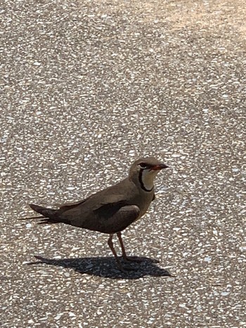 Oriental Pratincole 沖縄県うるま市伊計島 Sun, 5/29/2022