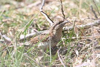 Eurasian Wryneck Teganuma Mon, 3/7/2022