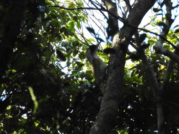 Sun, 5/29/2022 Birding report at 衣笠山公園