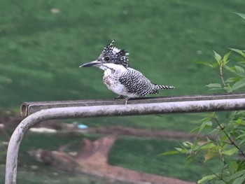 Crested Kingfisher 奥多摩湖 ドラム缶橋 運が良ければ Fri, 8/20/2021