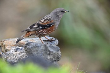 Alpine Accentor 宮城蔵王 御釜 Tue, 6/15/2021