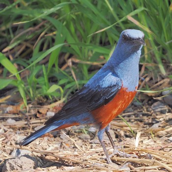 2022年5月28日(土) 金目川河口付近の野鳥観察記録