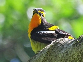 2022年5月29日(日) 舞岡公園の野鳥観察記録