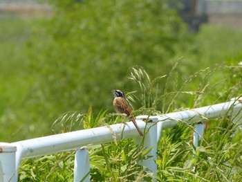 2022年5月29日(日) 北印旛沼の野鳥観察記録