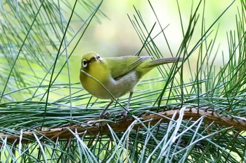 2022年5月29日(日) 座間谷戸山公園の野鳥観察記録