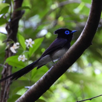 Black Paradise Flycatcher 袋井市 Sun, 5/29/2022