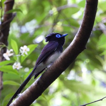 Black Paradise Flycatcher 袋井市 Sun, 5/29/2022