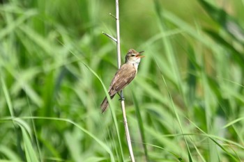 Oriental Reed Warbler 鶴見川(早渕川合流地点) Sun, 5/29/2022