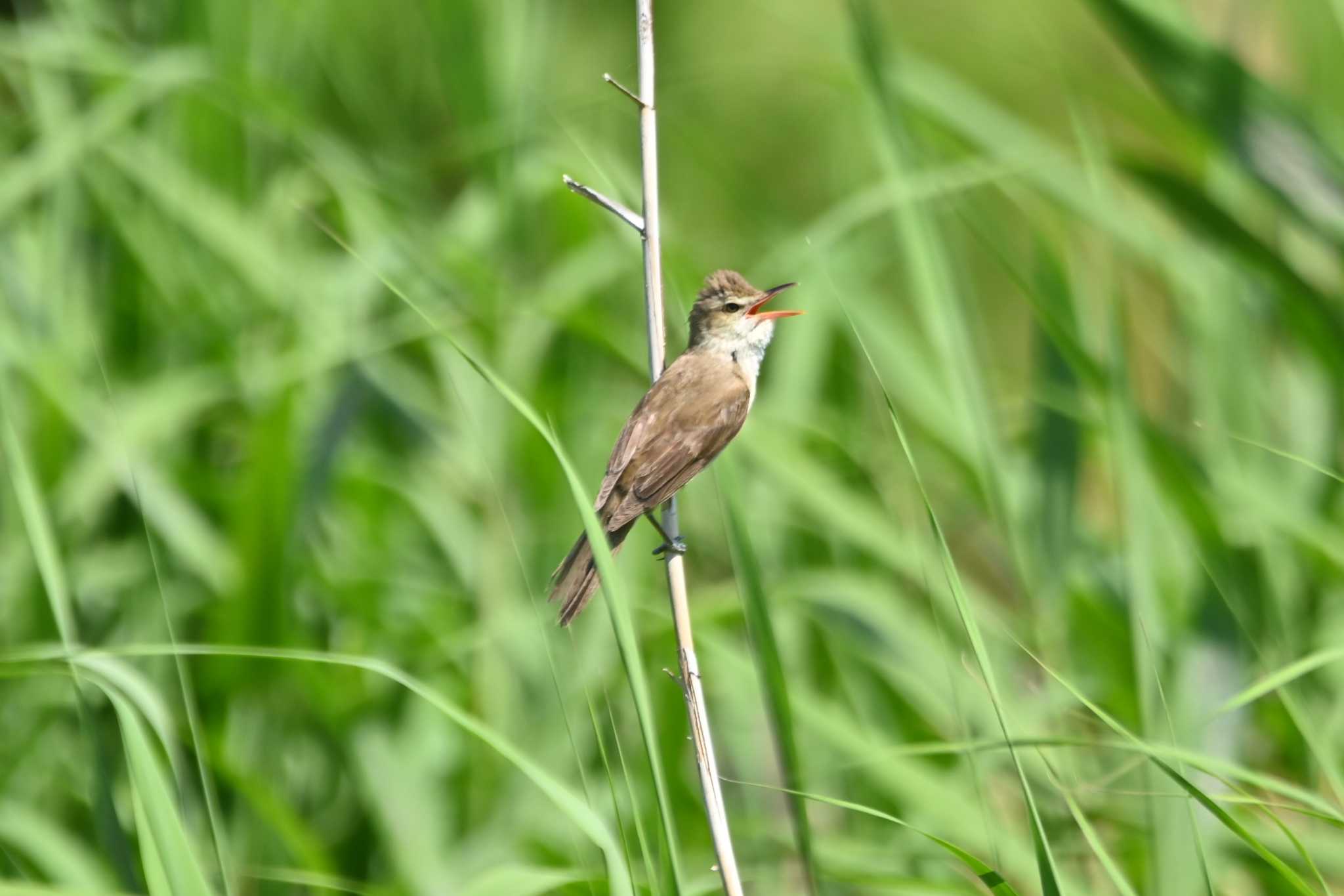 Photo of Oriental Reed Warbler at 鶴見川(早渕川合流地点) by ace