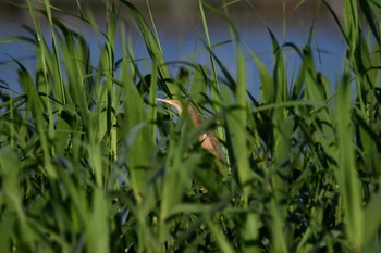 2022年5月28日(土) 伊佐沼の野鳥観察記録