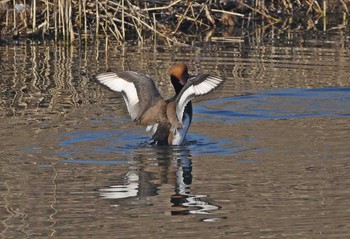 Red-crested Pochard Unknown Spots Sat, 12/23/2017