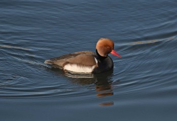 Red-crested Pochard Unknown Spots Sat, 12/23/2017