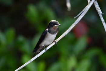 2022年5月29日(日) 伊佐沼の野鳥観察記録