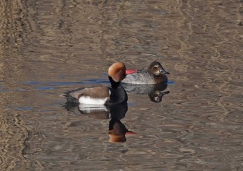 Red-crested Pochard 栃木県 Sat, 12/23/2017