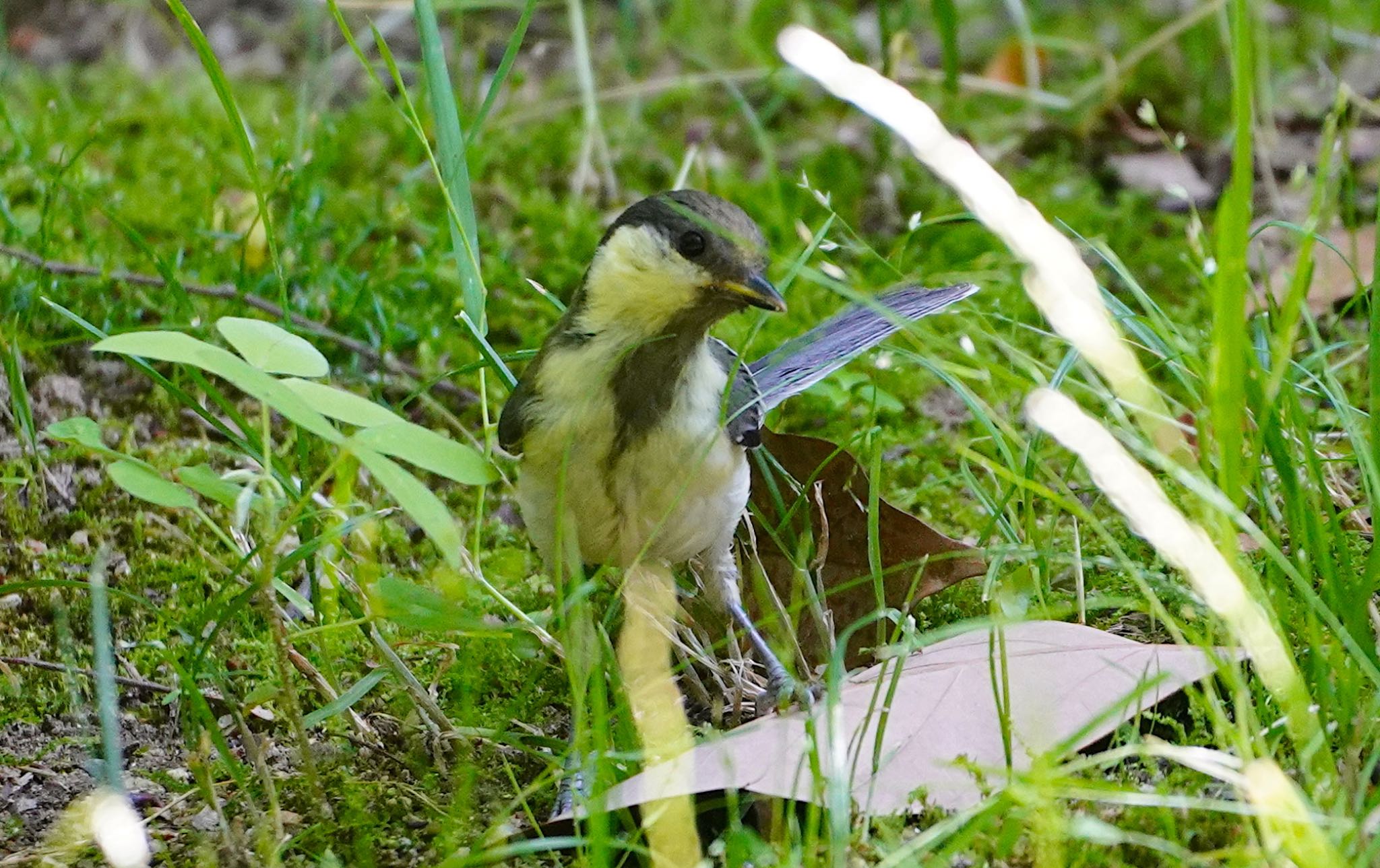 シジュウカラ