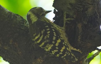 Japanese Pygmy Woodpecker 天王寺公園(大阪市) Sun, 5/29/2022