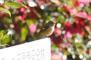 ジョウビタキ 三重県民の森 2017年12月23日(土)