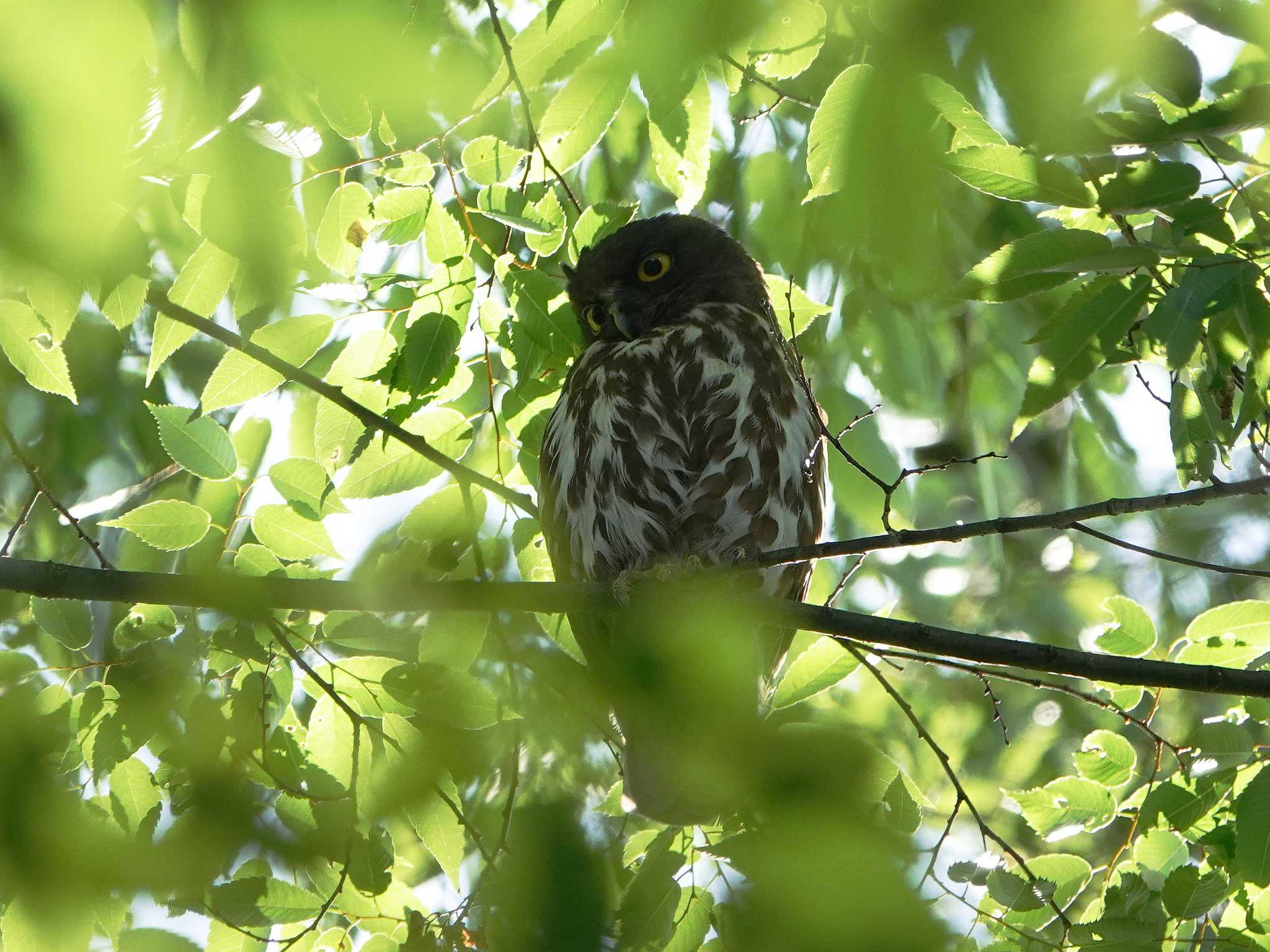 雀神社 アオバズクの写真 by dalidalida