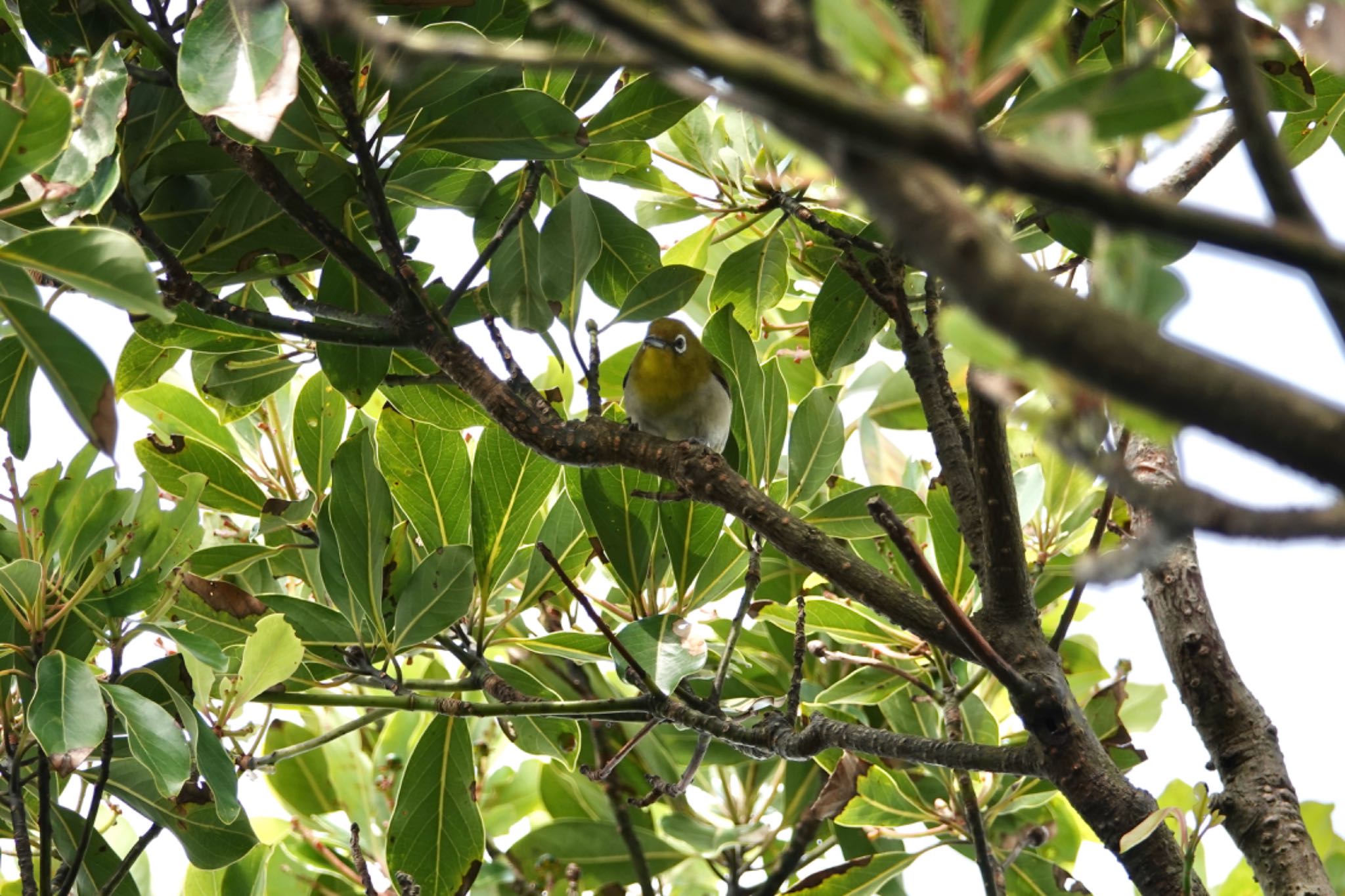 Japanese White-eye(stejnegeri)