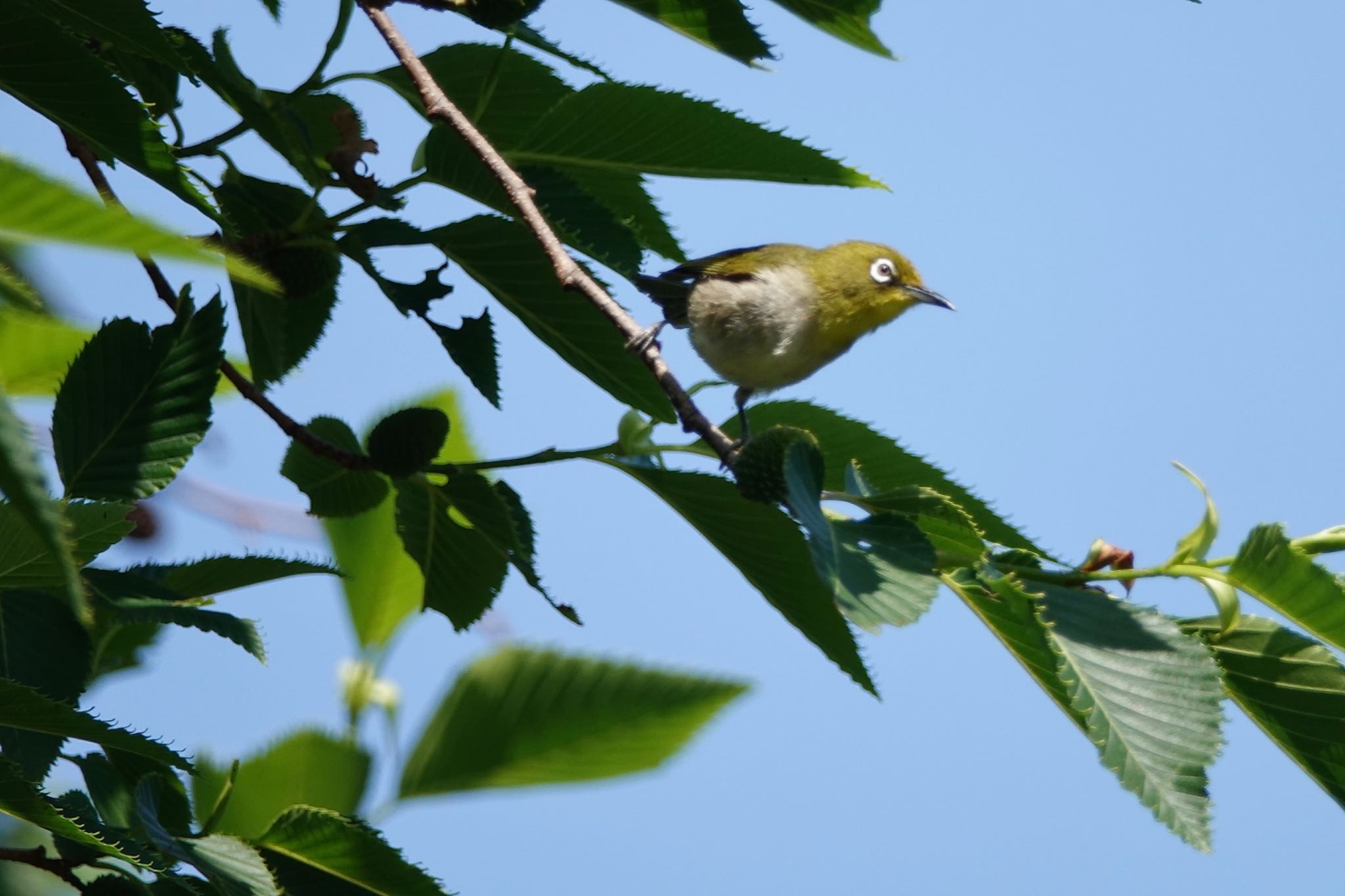 Japanese White-eye(stejnegeri)