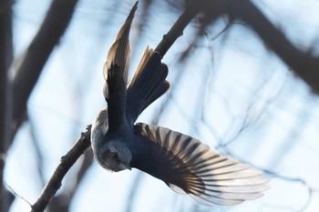 2017年12月23日(土) 三重県民の森の野鳥観察記録