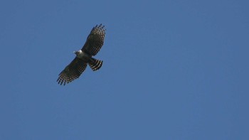 2022年5月29日(日) 長谷寺の野鳥観察記録