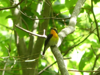 Sun, 5/29/2022 Birding report at 野幌森林公園