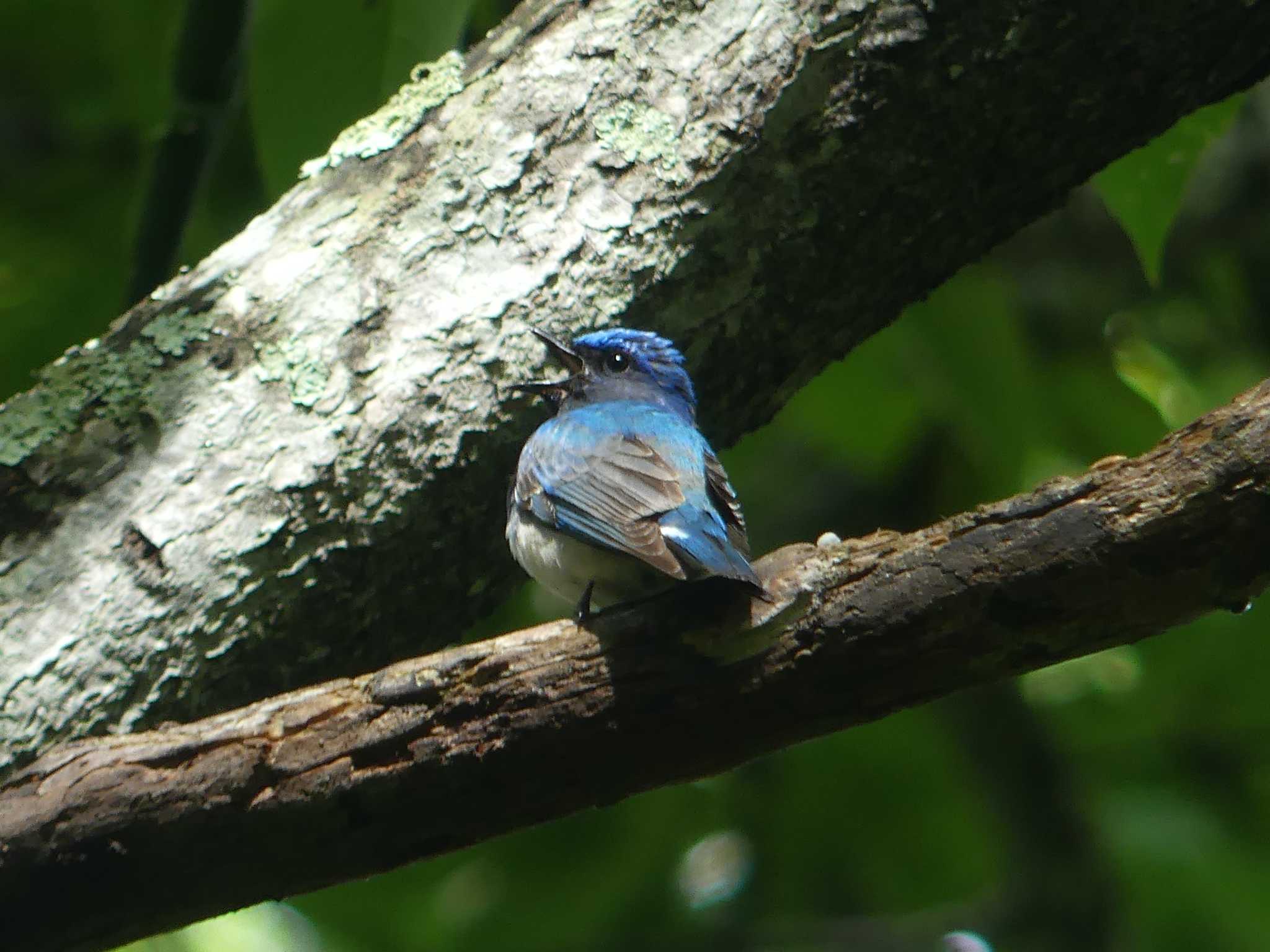 Blue-and-white Flycatcher