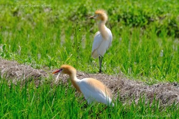 Eastern Cattle Egret 越谷 Sun, 5/29/2022