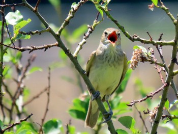 2022年5月29日(日) 勅使池(豊明市)の野鳥観察記録