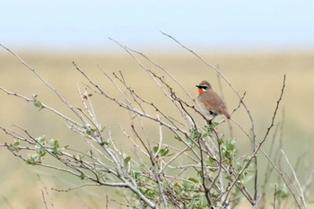 2022年5月28日(土) 利尻島の野鳥観察記録