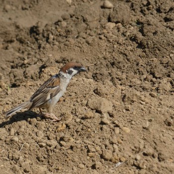 Eurasian Tree Sparrow 浜松市中区 Unknown Date