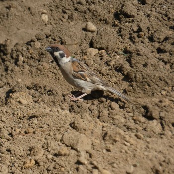 Eurasian Tree Sparrow Unknown Spots Unknown Date