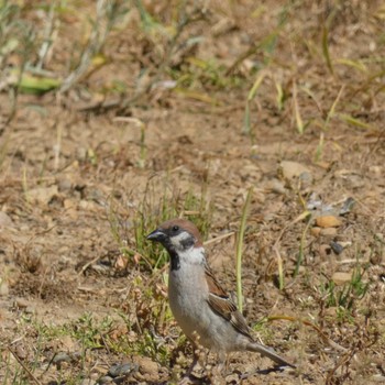 Eurasian Tree Sparrow 浜松市中区 Unknown Date