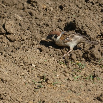 Eurasian Tree Sparrow 浜松市中区 Unknown Date