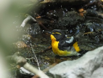 Narcissus Flycatcher Karuizawa wild bird forest Wed, 5/18/2022