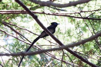 Sun, 5/29/2022 Birding report at ささやまの森公園(篠山の森公園)