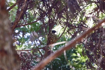 サンコウチョウ ささやまの森公園(篠山の森公園) 2022年5月29日(日)