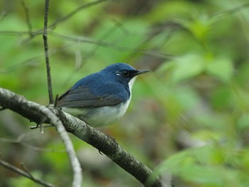 Siberian Blue Robin Karuizawa wild bird forest Wed, 5/18/2022