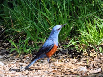 2022年5月28日(土) 金目川河口付近の野鳥観察記録