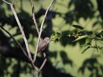 Asian Brown Flycatcher 姫路市自然観察の森 Sun, 5/29/2022