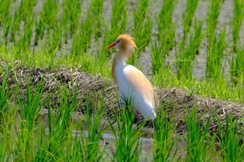 Eastern Cattle Egret 越谷 Sun, 5/29/2022