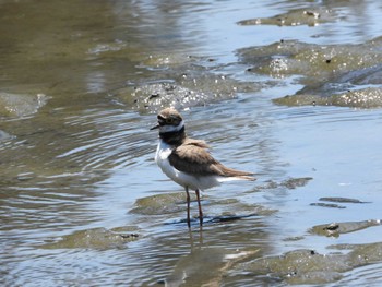 Sun, 5/29/2022 Birding report at Kasai Rinkai Park