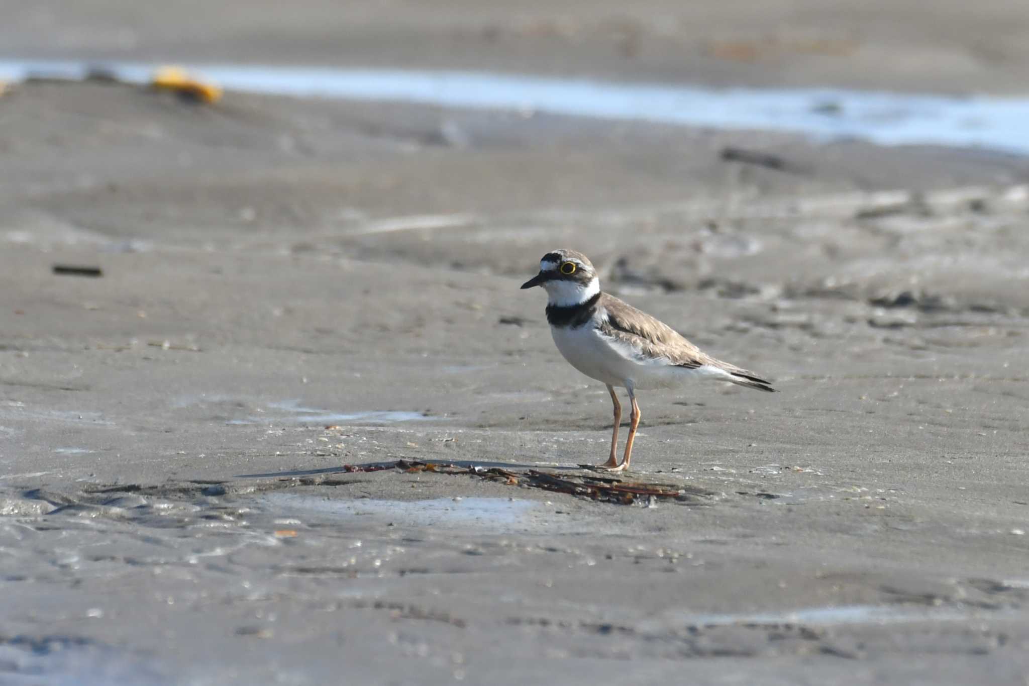 Little Ringed Plover