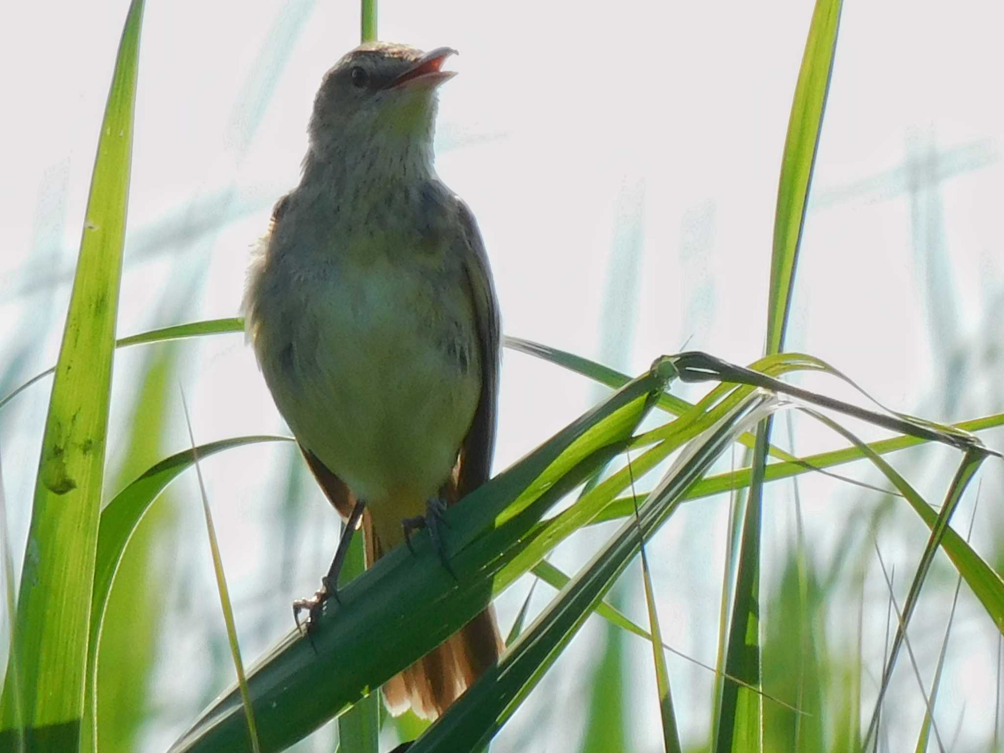 大久保農耕地 オオヨシキリの写真 by ウタさんぽ