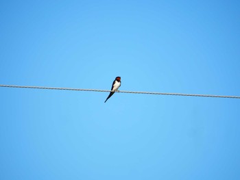 Barn Swallow Unknown Spots Sun, 5/29/2022