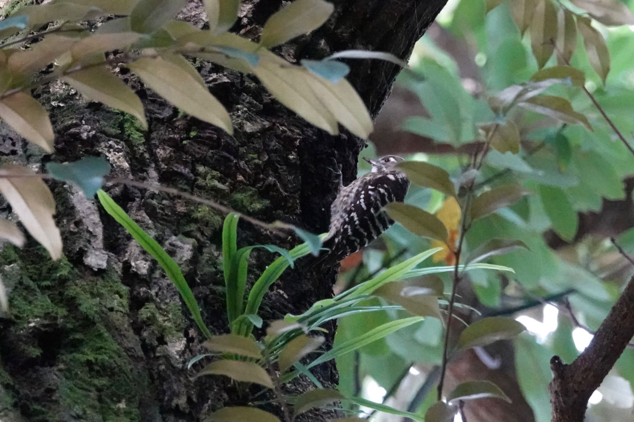 Japanese Pygmy Woodpecke(matsudairai)