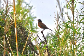 Izu Thrush Miyakejima Island Wed, 5/18/2022