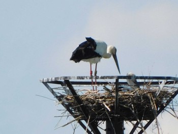 コウノトリ 渡良瀬遊水地 2022年5月28日(土)