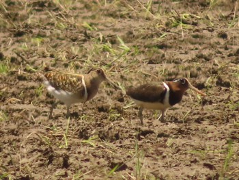 Sun, 5/29/2022 Birding report at 浮島ヶ原自然公園